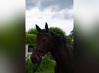Zweeds warmbloed Mix, Merrie, 5 Jaar, 155 cm, Donkerbruin