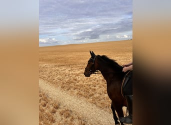 Zweeds warmbloed Mix, Merrie, 5 Jaar, 155 cm, Donkerbruin