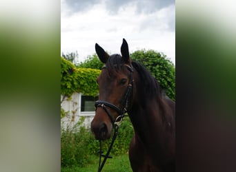 Zweeds warmbloed Mix, Merrie, 5 Jaar, 155 cm, Donkerbruin
