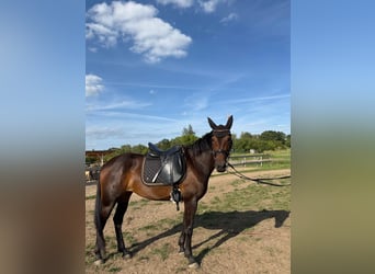Zweeds warmbloed Mix, Merrie, 5 Jaar, 155 cm, Donkerbruin