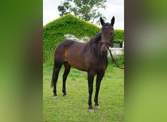 Zweeds warmbloed Mix, Merrie, 5 Jaar, 155 cm, Donkerbruin