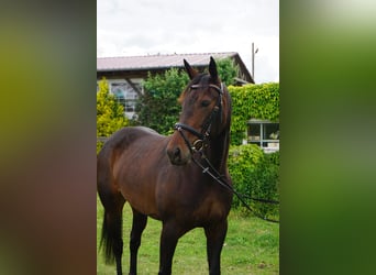 Zweeds warmbloed Mix, Merrie, 5 Jaar, 155 cm, Donkerbruin