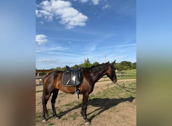 Zweeds warmbloed Mix, Merrie, 5 Jaar, 155 cm, Donkerbruin