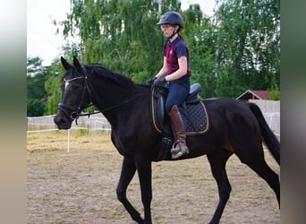 Zweeds warmbloed Mix, Merrie, 5 Jaar, 164 cm, Zwartbruin