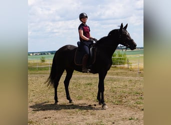 Zweeds warmbloed Mix, Merrie, 5 Jaar, 164 cm, Zwartbruin
