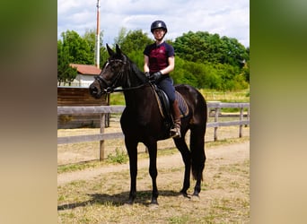 Zweeds warmbloed Mix, Merrie, 5 Jaar, 164 cm, Zwartbruin