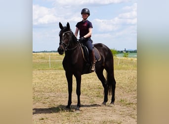 Zweeds warmbloed Mix, Merrie, 5 Jaar, 164 cm, Zwartbruin