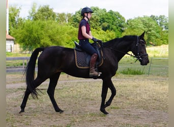 Zweeds warmbloed Mix, Merrie, 5 Jaar, 164 cm, Zwartbruin