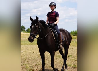 Zweeds warmbloed Mix, Merrie, 5 Jaar, 164 cm, Zwartbruin