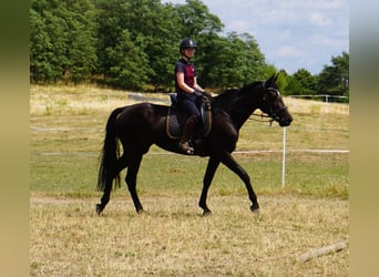 Zweeds warmbloed Mix, Merrie, 5 Jaar, 164 cm, Zwartbruin