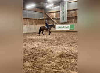 Zweeds warmbloed Mix, Merrie, 6 Jaar, 157 cm, Bruin