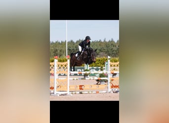 Zweeds warmbloed, Merrie, 6 Jaar, 162 cm, Bruin