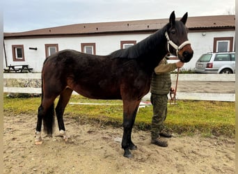 Zweeds warmbloed, Merrie, 6 Jaar, 165 cm, Zwartbruin