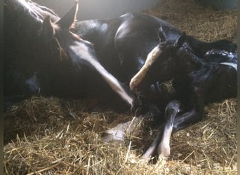 Zweeds warmbloed, Merrie, 7 Jaar, 163 cm, Donkerbruin