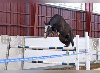 Zweeds warmbloed, Merrie, 7 Jaar, 163 cm, Donkerbruin