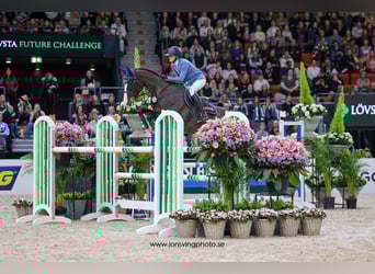 Zweeds warmbloed, Merrie, 7 Jaar, 163 cm, Donkerbruin