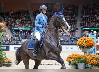 Zweeds warmbloed, Merrie, 7 Jaar, 163 cm, Donkerbruin