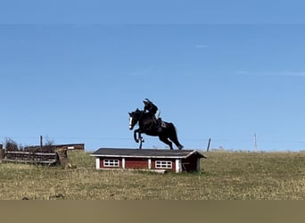 Zweeds warmbloed, Merrie, 7 Jaar, 163 cm, Donkerbruin