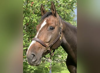 Zweeds warmbloed, Merrie, 7 Jaar, 171 cm, Roodbruin