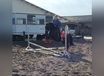 Zweeds warmbloed Mix, Merrie, 8 Jaar, 156 cm, Zwart