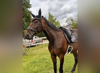 Zweeds warmbloed Mix, Merrie, 8 Jaar, 167 cm, Donkerbruin