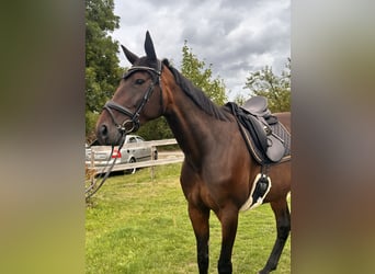 Zweeds warmbloed Mix, Merrie, 8 Jaar, 167 cm, Donkerbruin