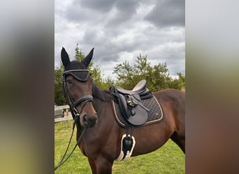 Zweeds warmbloed Mix, Merrie, 8 Jaar, 167 cm, Donkerbruin