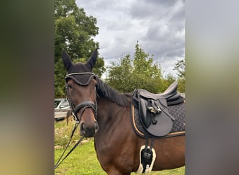 Zweeds warmbloed Mix, Merrie, 8 Jaar, 167 cm, Donkerbruin