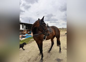 Zweeds warmbloed Mix, Merrie, 8 Jaar, 167 cm, Donkerbruin