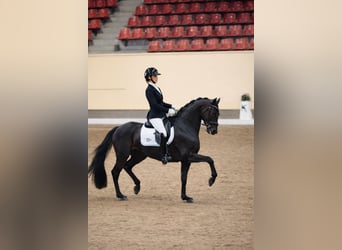 Zweeds warmbloed, Merrie, 8 Jaar, 167 cm, Roodbruin