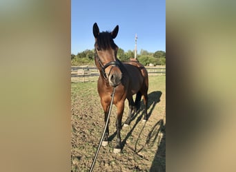 Zweeds warmbloed Mix, Merrie, 9 Jaar, 164 cm, Bruin