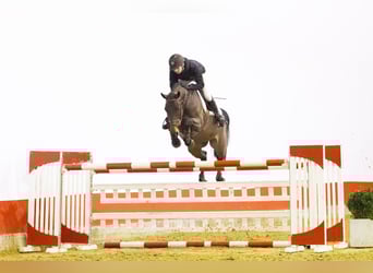 Zweeds warmbloed, Merrie, 9 Jaar, 164 cm