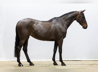 Zweeds warmbloed, Merrie, 9 Jaar, 164 cm