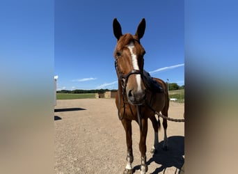 Zweeds warmbloed, Merrie, 9 Jaar, 175 cm, Donkere-vos