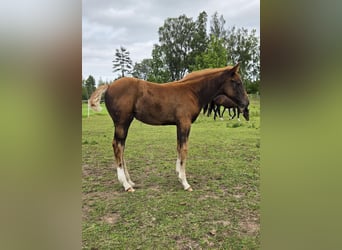 Zweeds warmbloed, Merrie, Veulen (06/2025), 164 cm, Donkere-vos