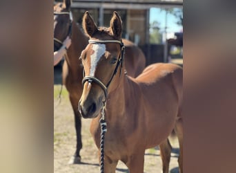 Zweeds warmbloed, Merrie, veulen (05/2024), 165 cm, Bruin