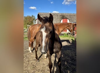Zweeds warmbloed, Merrie, Veulen (05/2025), 168 cm, Schimmel