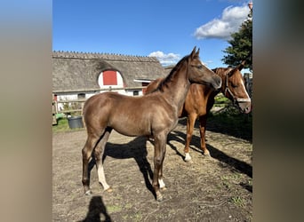Zweeds warmbloed, Merrie, Veulen (05/2025), 168 cm, Schimmel