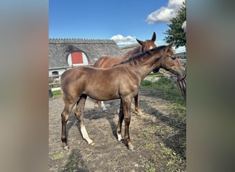 Zweeds warmbloed, Merrie, Veulen (05/2025), 168 cm, Schimmel