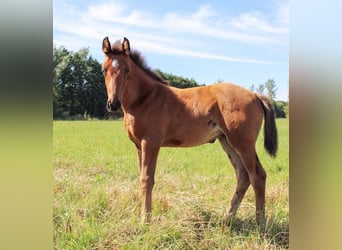 Zweeds warmbloed, Merrie, veulen (06/2024), 169 cm, Bruin