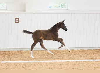 Zweeds warmbloed, Merrie, Veulen (06/2026), 170 cm, Zwart