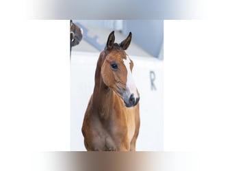 Zweeds warmbloed, Merrie, Veulen (05/2025), Bruin