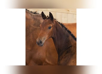 Zweeds warmbloed, Merrie, Veulen (05/2026), Bruin