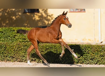 Zweeds warmbloed, Merrie, Veulen (04/2026), Bruin