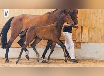 Zweeds warmbloed, Merrie, Veulen (05/2026), Bruin