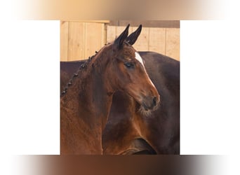 Zweeds warmbloed, Merrie, Veulen (05/2026), Bruin