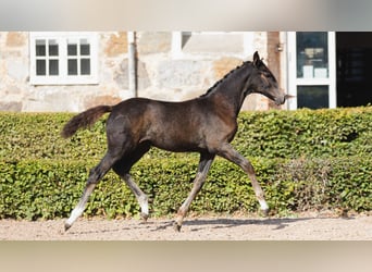 Zweeds warmbloed, Merrie, Veulen (05/2026), Donkerbruin