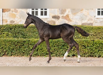Zweeds warmbloed, Merrie, Veulen (05/2026), Donkerbruin