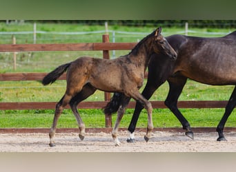 Zweeds warmbloed, Merrie, Veulen (05/2026), Donkerbruin
