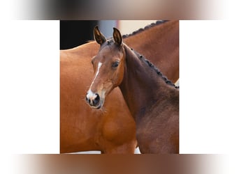 Zweeds warmbloed, Merrie, Veulen (04/2026), Donkerbruin